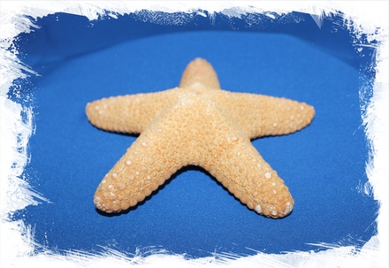 Морская звезда Астеродискус 12,5 - 15 см