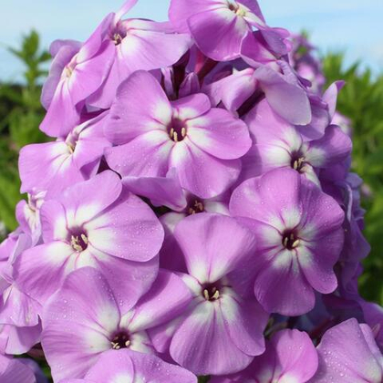 Флокс метельчатый Голиаф