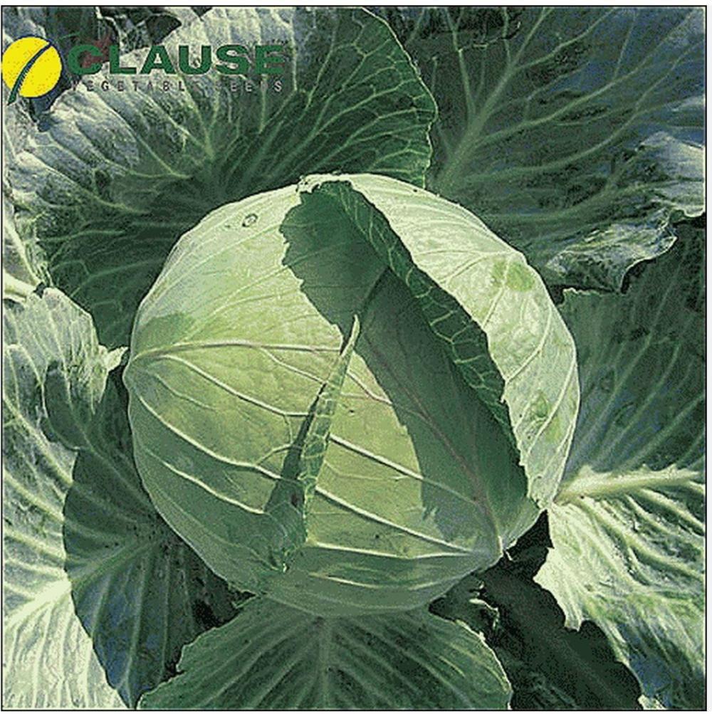 Каруста БригадирF1 - Brigadier F1 2500 семян