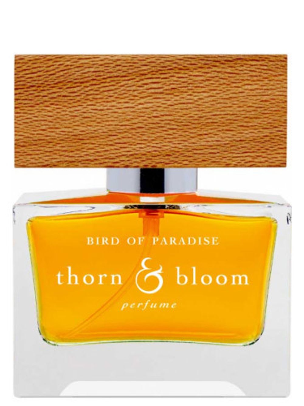 Thorn and Bloom Bird of Paradise