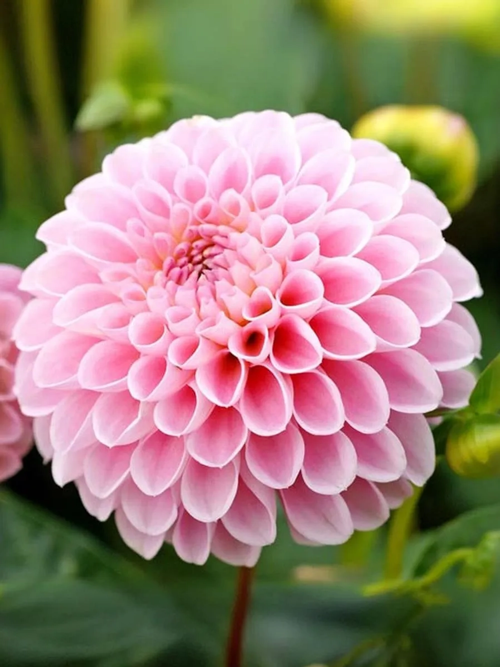 Георгин помпонный Пинк Поп