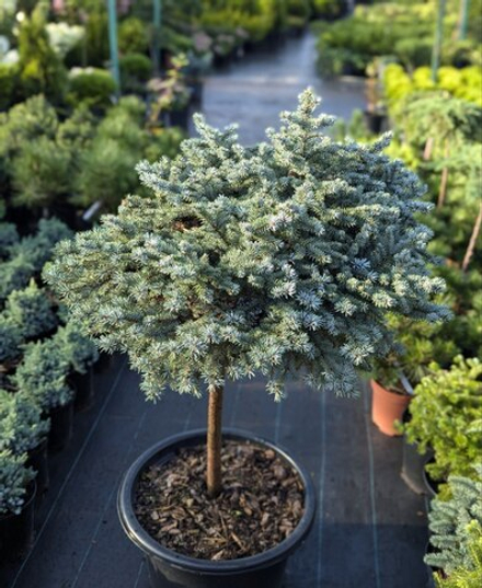 Ель колючая Глаука Глобоза С15 Ра 35