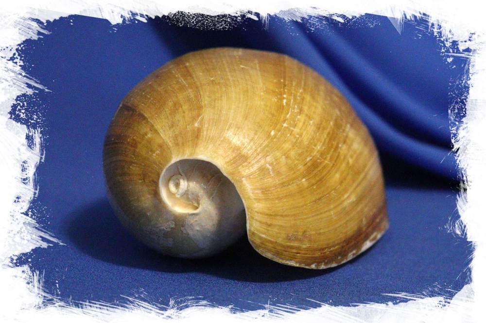 Цимбиум тритонис (Cymbium tritonis) пупок