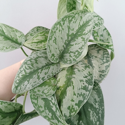 Сциндапсус Серебристый