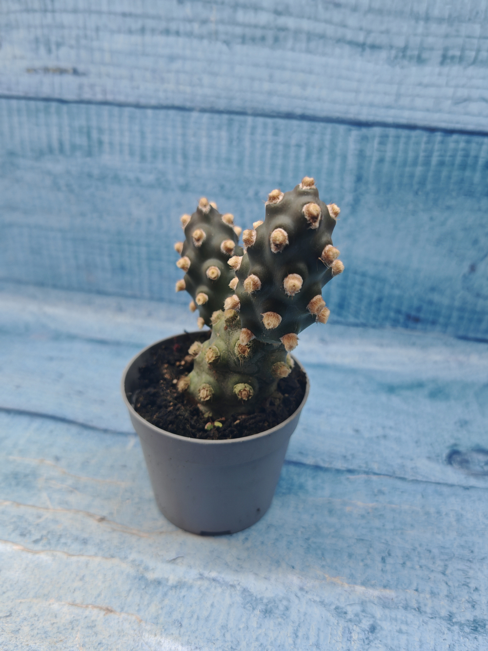 Tephrocactus Molinensis (Тефрокактус)