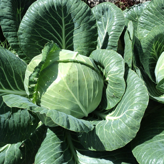 Ринда F1 семена капусты белокочанной (Seminis / ALEXAGRO) культура – фото 3