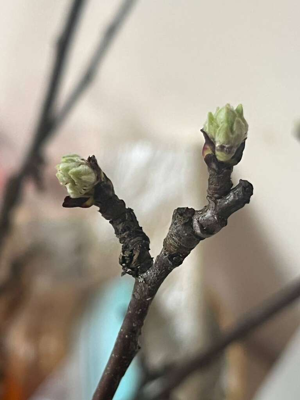 Ветки яблони