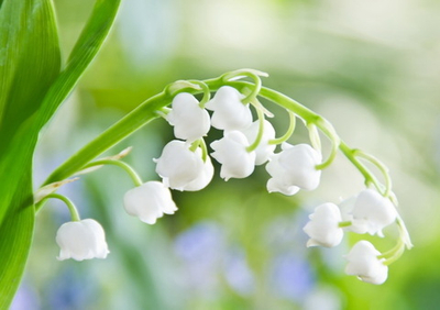 Фото на стекле "Ландыши" Декор для дома, подарок
