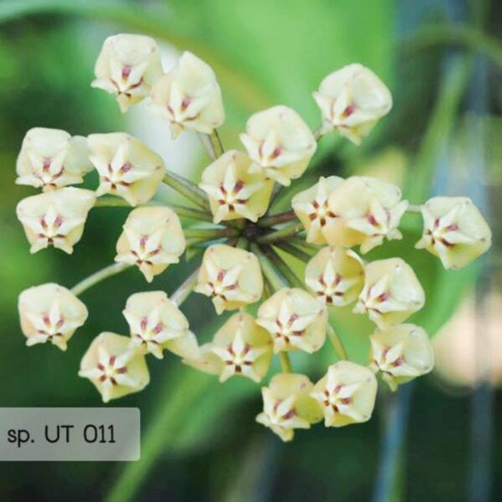 Хойя 123-SP UT011
