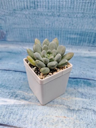 Pachyveria sp. (Пахиверия)