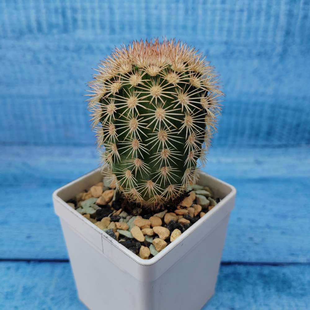 Echinocereus Pectinatus (Эхиноцереус)