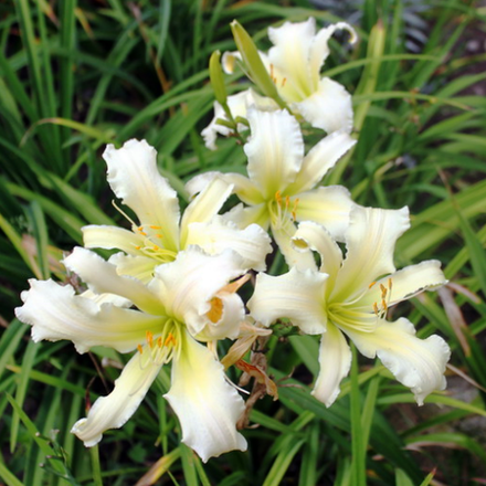 Лилейник Хевенли Энджел Айс