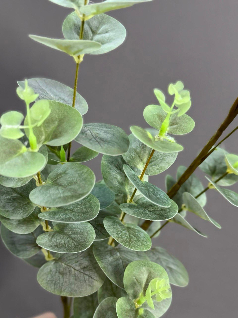 Эвкалипт зеленый (h90 см)