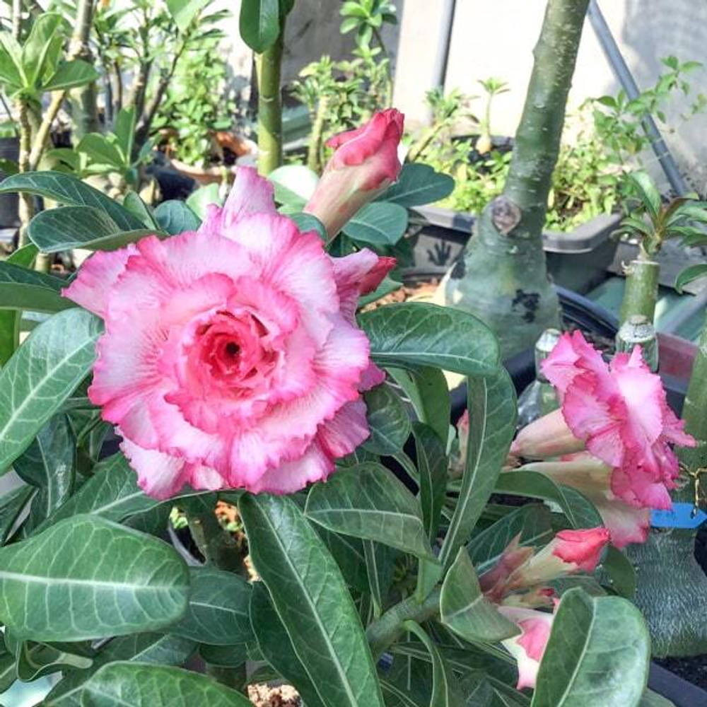 Адениум обесум 151 Thủy Tiên 2