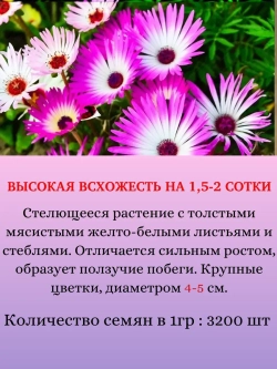 Семена Набор Мезембриантемум Искорки