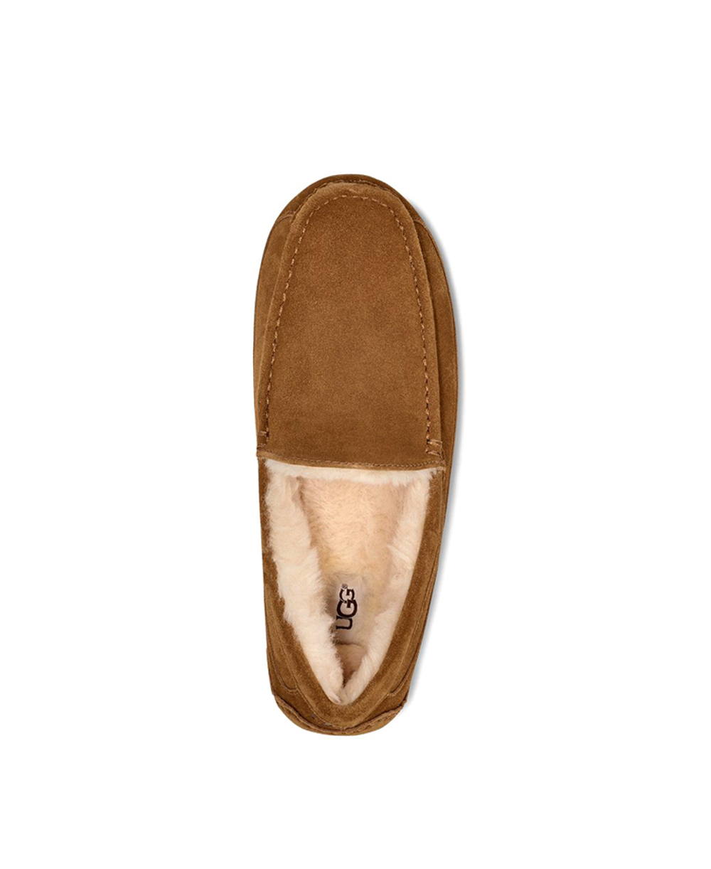 ASCOT MENS chestnut
