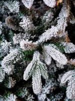 Заснеженная елка «Bourget» Бурже (Литая+пвх) от 1,5 м до 3 м