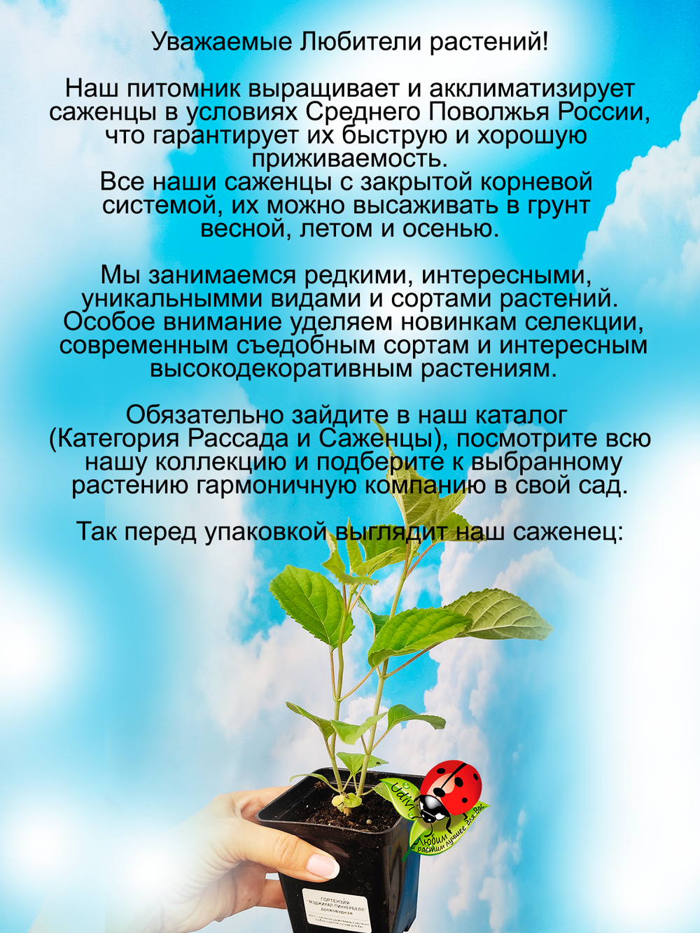 Гортензия Мэджикал Пинкербелл древовидная розовая