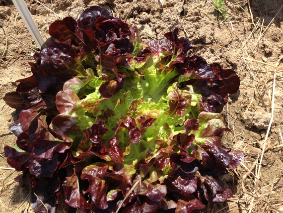 Сатудай семена салата дуболистного (Rijk Zwaan / Райк Цваан) в поле – фото 9