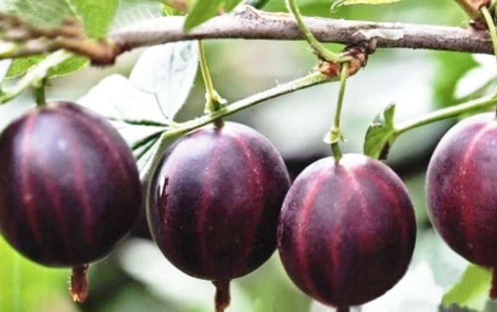 Крыжовник Консул/Сенатор