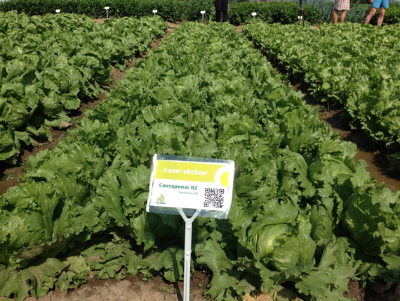 САНТАРИНАС семена салата Rijk Zwaan хараткеристика – фото 6