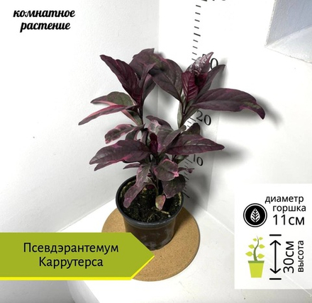 Псевдэрантемум Каррутерса, D11см H35см, 1шт, Россия