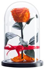 Роза в колбе 27см Premium бутон 7см оранжевая