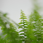 Нефролепсис Грин Леди 17/45