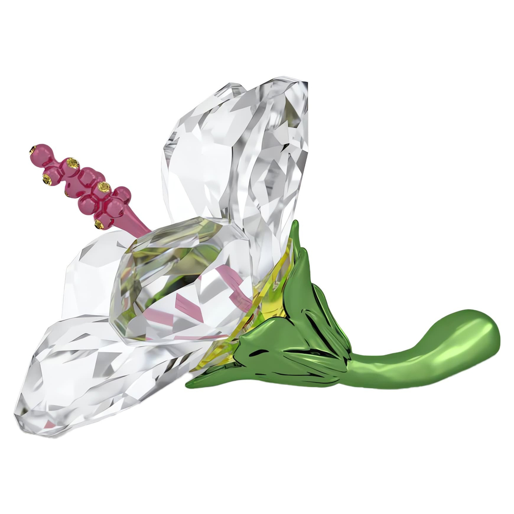 FLORERE:HIBISCUS S