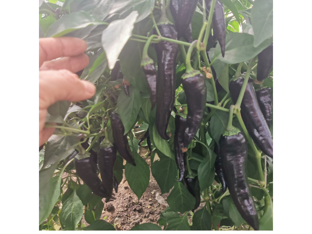 Перец сладкий Purple Marconi - Маркони Фиолетовый