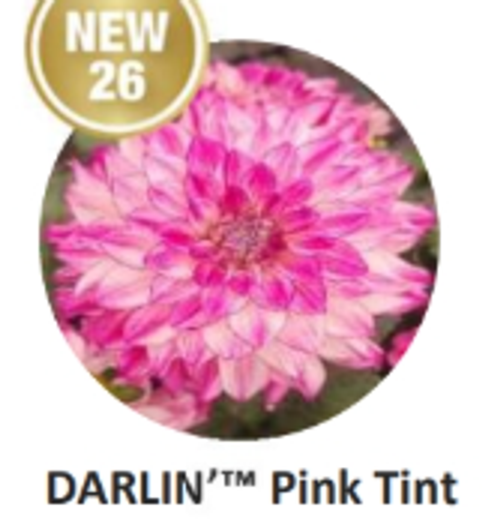 ЕВРО Георгина Darlin Pink Tint укорененный ЕВРО черенок НАЧАЛО ЯНВАРЯ поставка 5