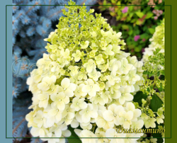 Гортензия метельчатая Диамантино- Алмаз (Hydrangea paniculata `Diamantino`)