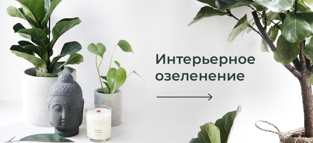 Озеленение, уход, подбор растений — мы поможем вам создать атмосферу уюта и стиля