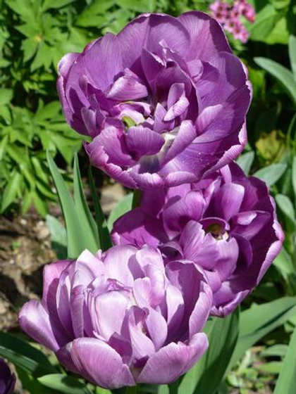Тюльпан Перфекшн махровый