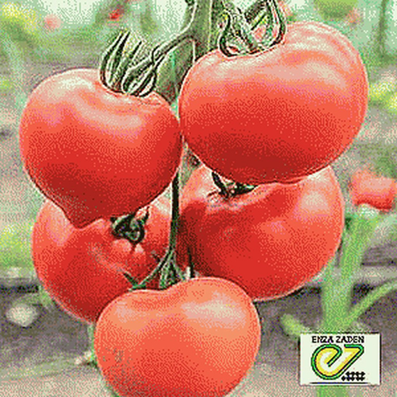 БЕЛФОРТ F1 семена томата (Enza Zaden | Alexagro) – фото 4