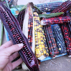 Цветная Кукуруза Ацтеков, Multicolor Aztec Corn