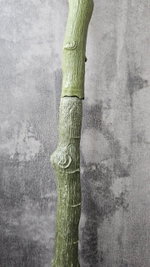 Ствол дерева 1+1