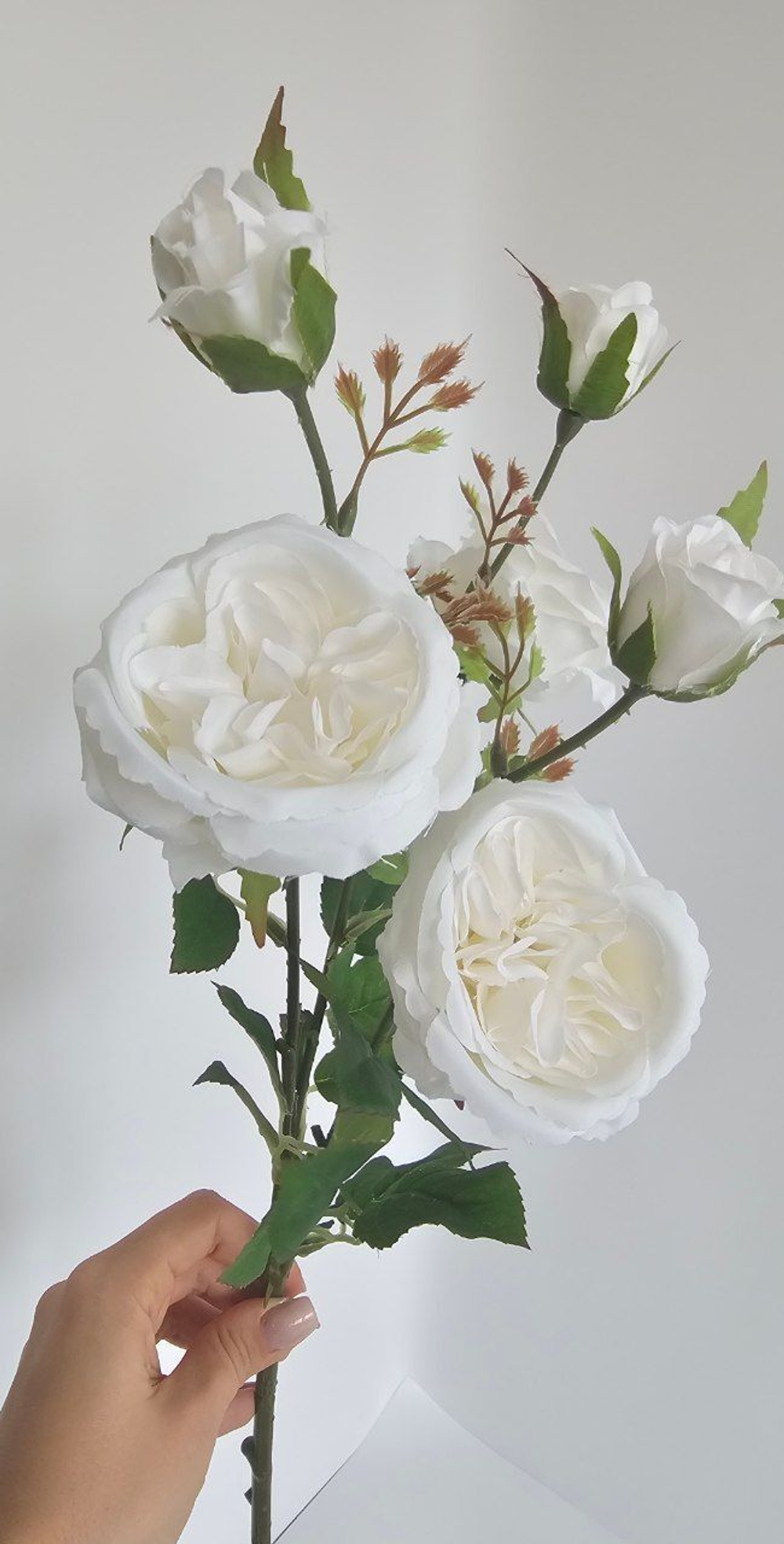 Роза пионовидная / Арт 2361