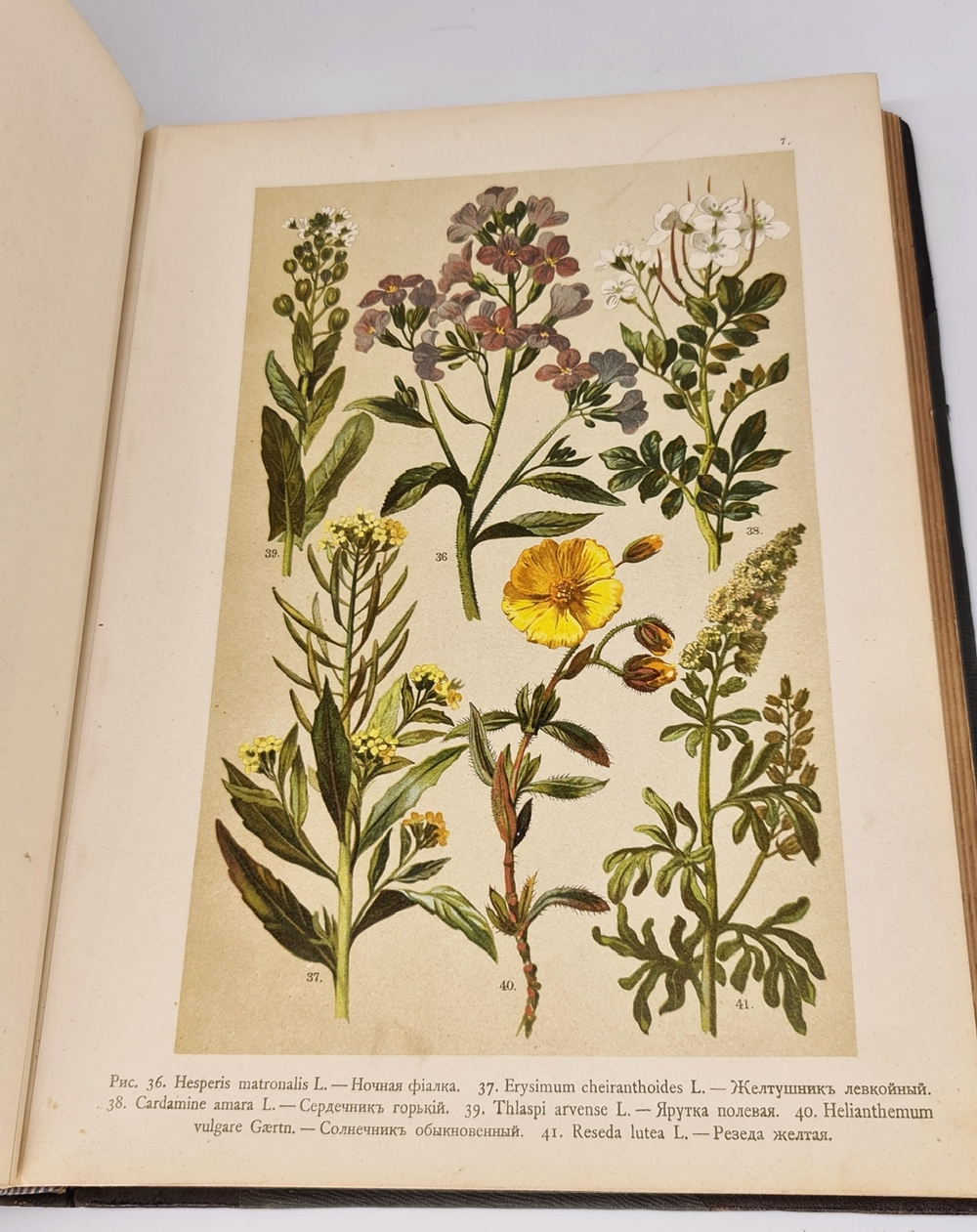 "Ботанический атлас по системе де-Кандоля". К.Гофман. 1899г.