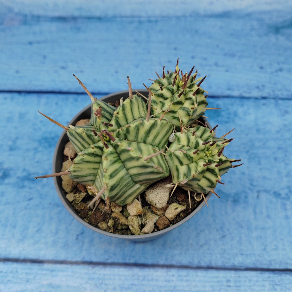 Euphorbia meloformis f. Variegated (Эуфорбия вариегатная)