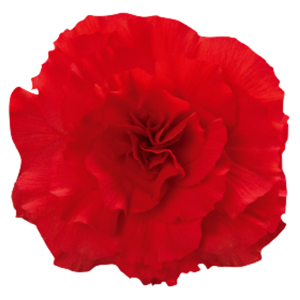 Бегония клубневая Нонстоп Ред (50шт) Витагрин Профи