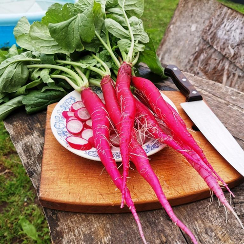 Редис Восторг из Италии - Delizia dal Italia