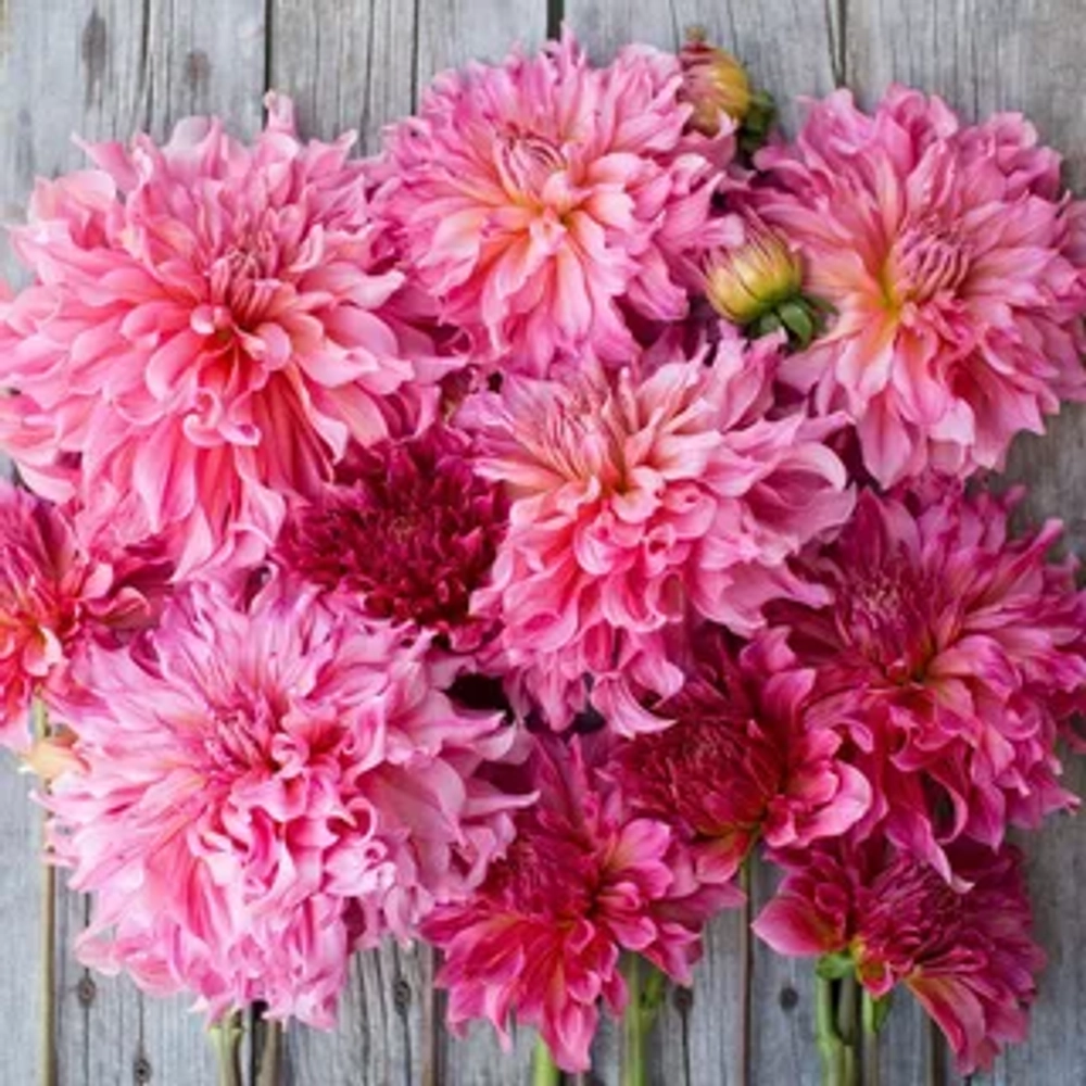 Георгин Islander (корень) Закупка М55 апрель 2026