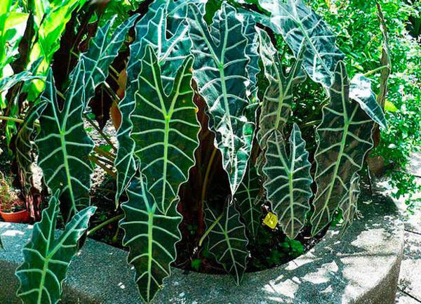 Алоказия в доме: эффектное тропическое растение и все нюансы ухода