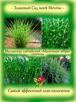 Злак Мискантус китайский Маленькая Зебра