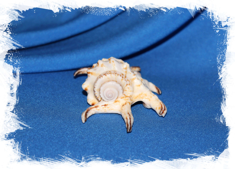 Lambis arthritica, Lambis chiragra arthritica