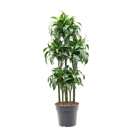 Драцена Дорадо