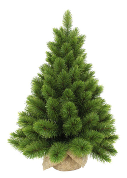 Ель Норд  60см в мешочке зеленая Triumph Tree