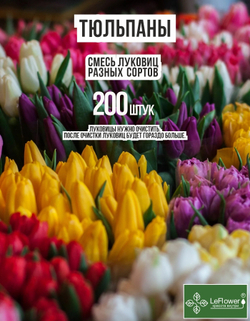 Тюльпан Луковицы неочищенные, Микс сортов, более 200шт+