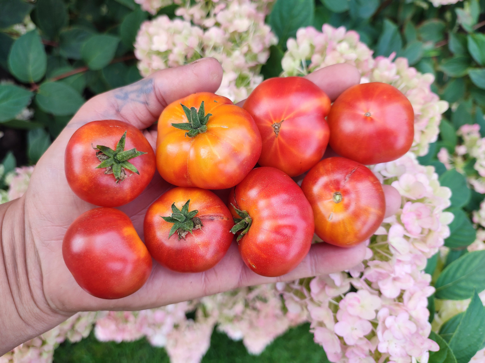 Черри Радуга (Rainbow Cherry) сорт томата